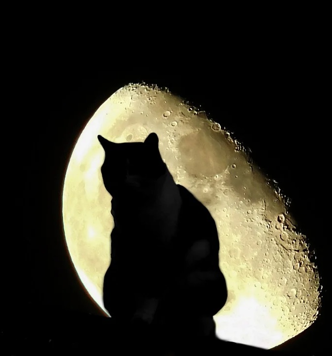 cat-972603_960_720.jpg
